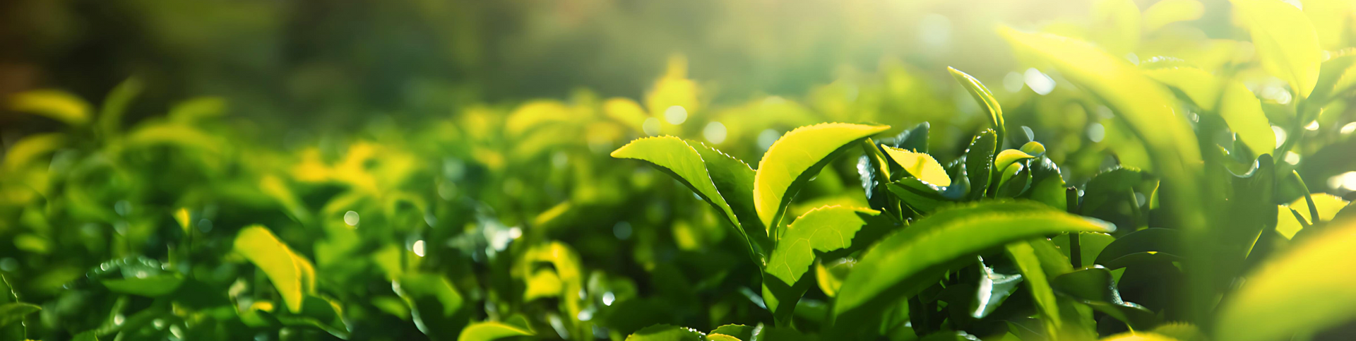background-image